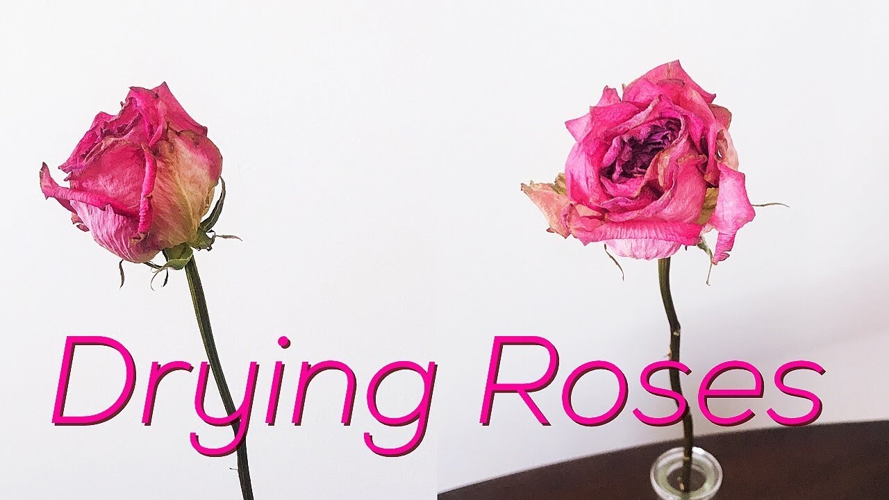 How to Dry Roses