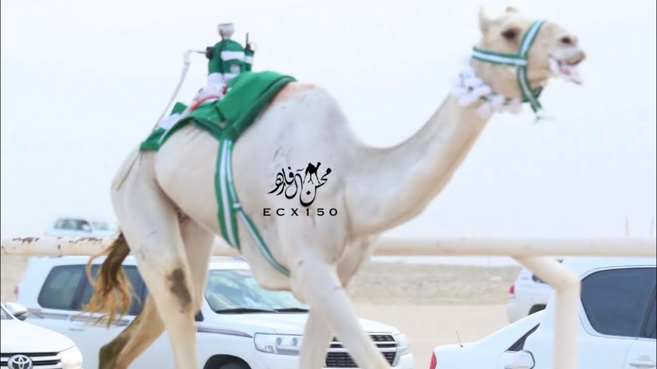 روعه : راشد عايض محمد العذبي المري