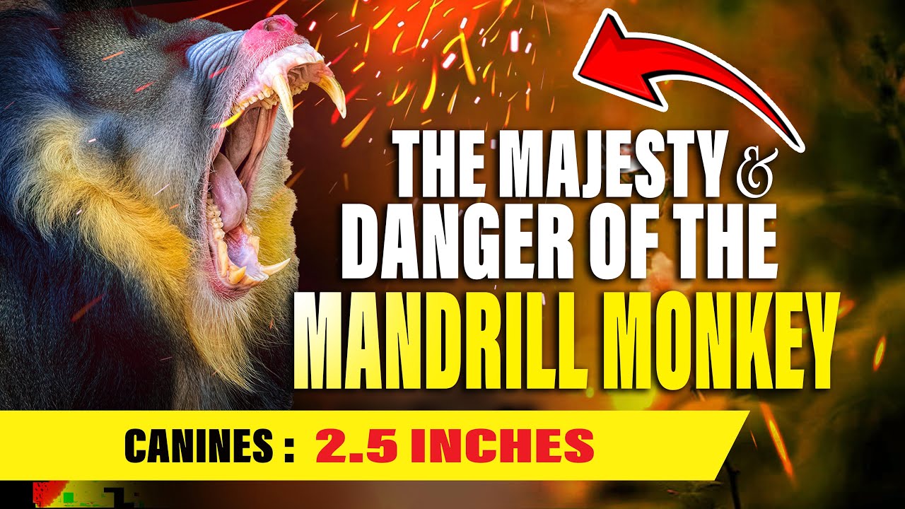The Most DANGEROUS MONKEY in the World -The Mandrill #shortvideo