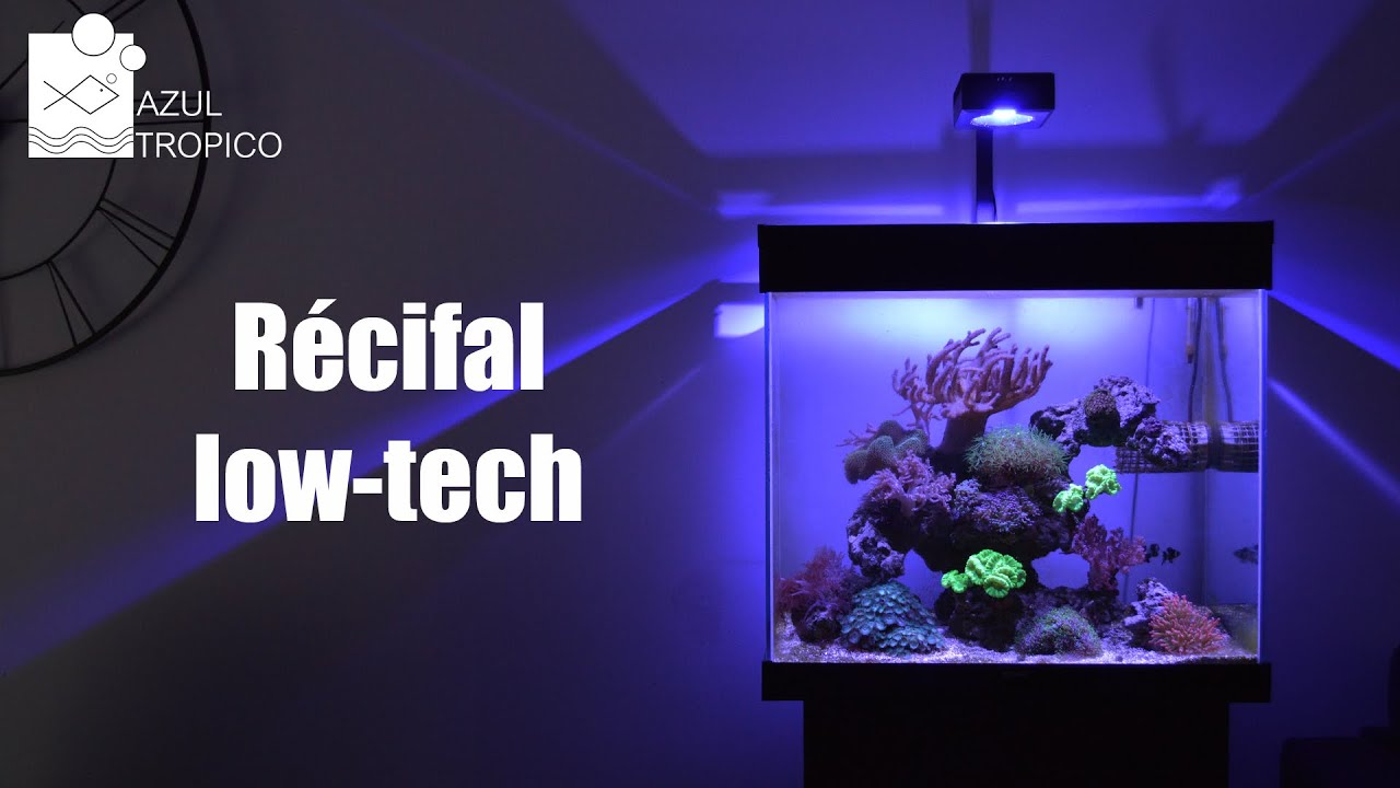 AQUARIUM RECIFAL - SANS ECUMEUR - NOUVEAUX ANIMAUX