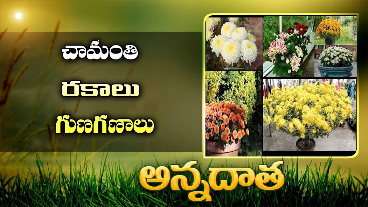 Crysanthemum Varieties | for Commercial Scale and Cut Flowers || EtvAnnadata