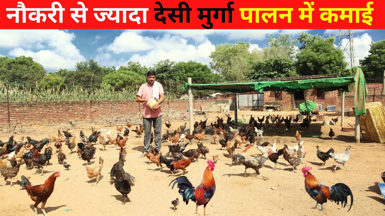 100 मुर्गी से 1000 मुर्गियों तक का सफर ll 2 साल से हो रही अच्छी कमाई