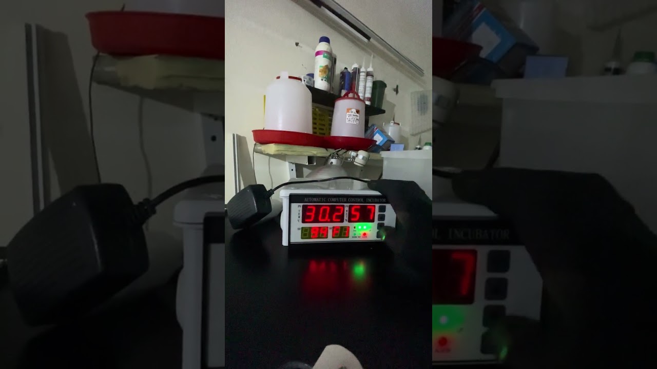 LA FERME MA Ⓜ️ : شرح طريقة استعمال فقاسة من الآحجام صغيرة اللهم بارك صنع محلي مغربي 