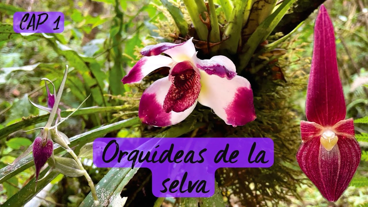 ORQUIDEAS DE LA SELVA: CAP 1