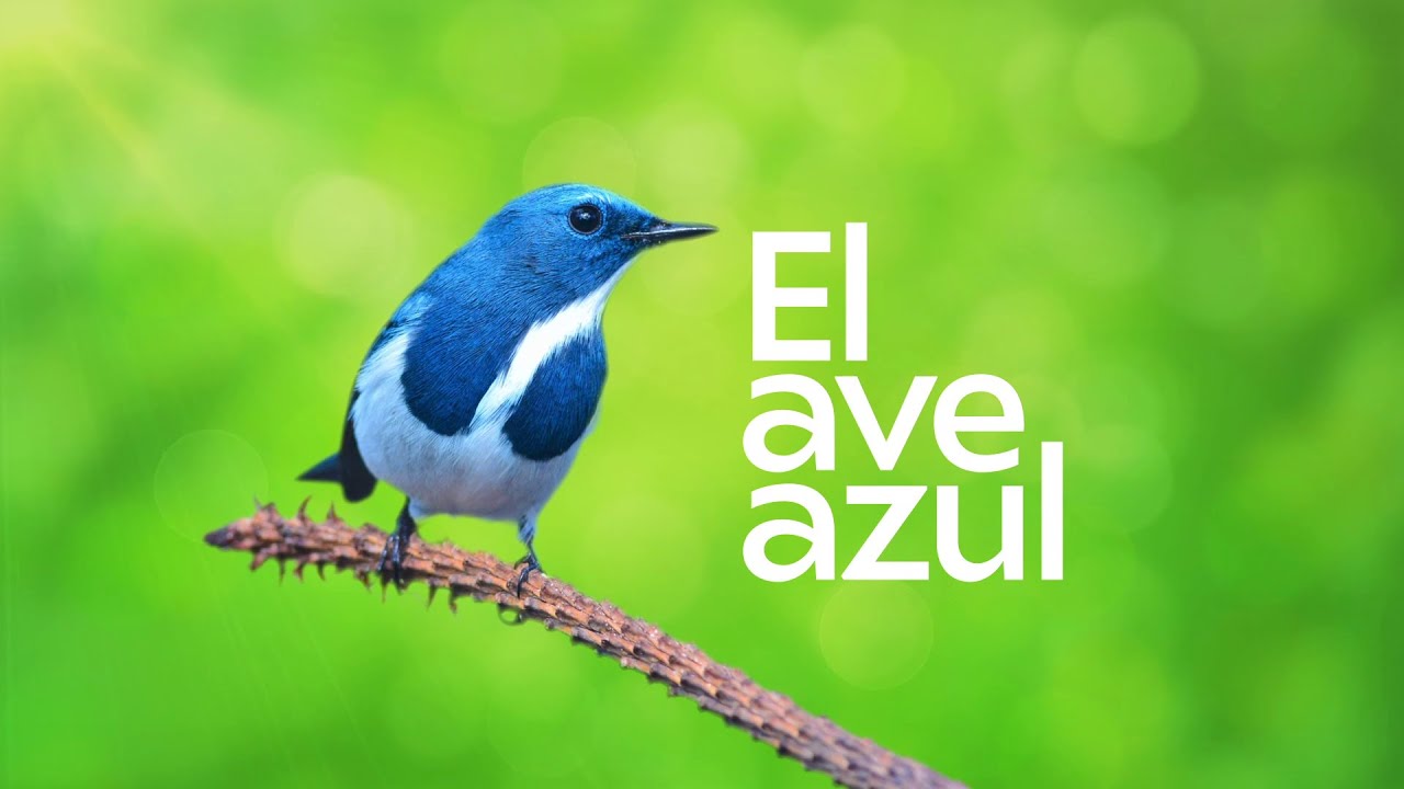 El Ave Azul (Episodios 1 y 4) - Luigi Amara y Andr&eacute;s Ferriz