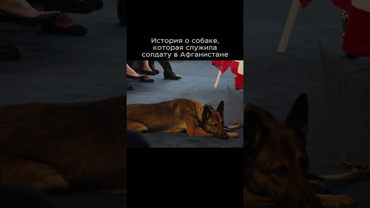 Брат возьмет собаку погибшего брата себе&hellip; Фильм: &laquo;Макс&raquo; (2015)