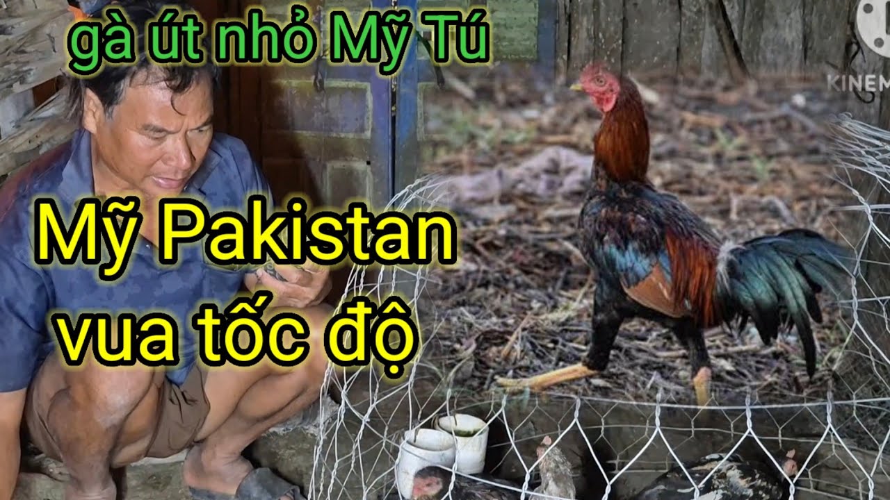Mỹ Pakistan tuyển chọn gà 