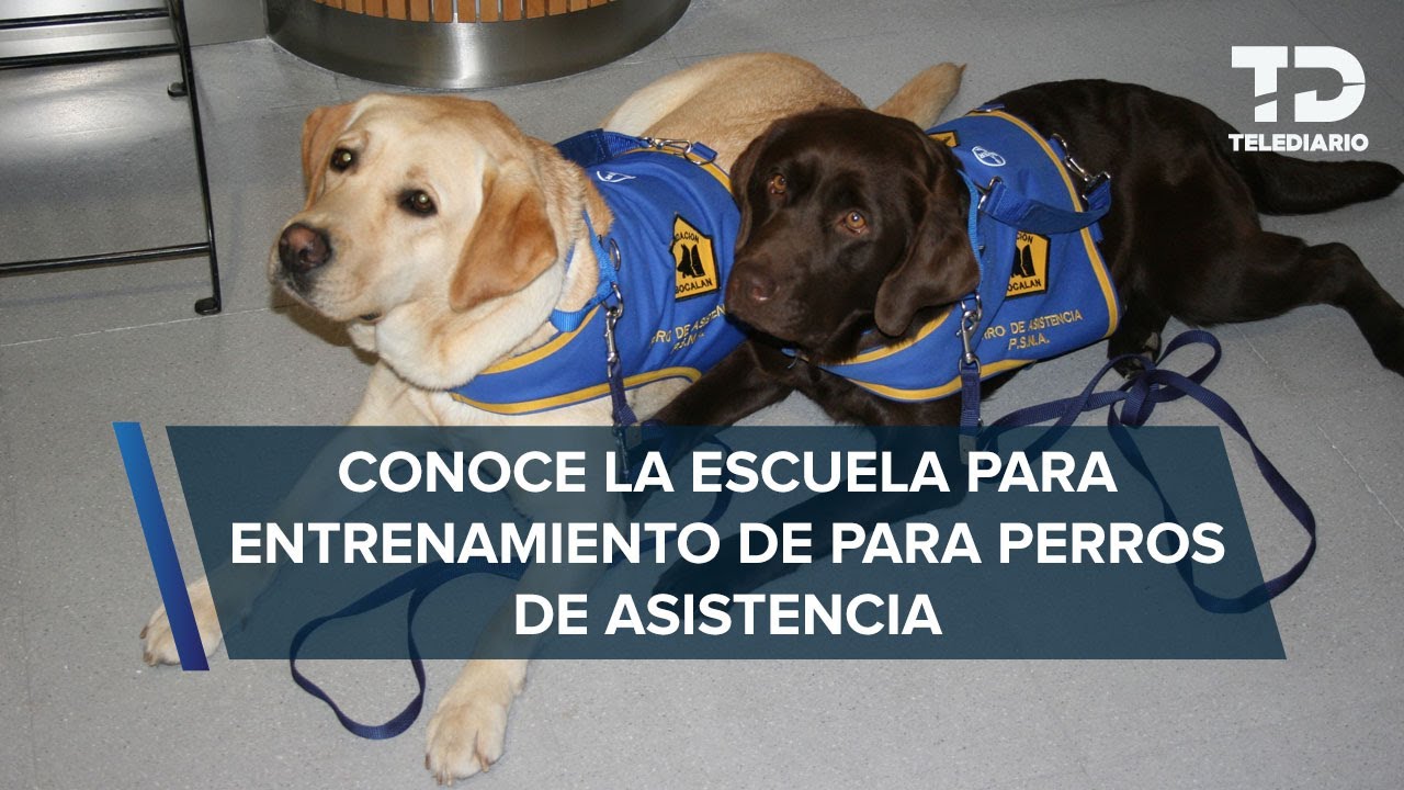 Aliados fieles: así entrenan a perros de asistencia para personas con epilepsia