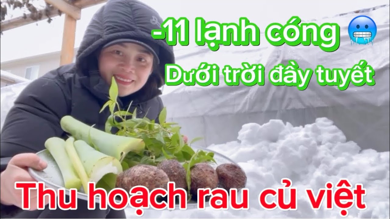 Thu hoạch rau răm, bạc hà, khoai môn dưới trời đầy tuyết lạnh cóng-11🥶/ cuộc sống Canada 🇨🇦 