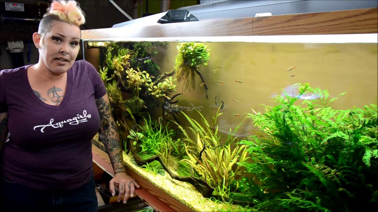 How I feed the 150g Modified Hillstream tank
