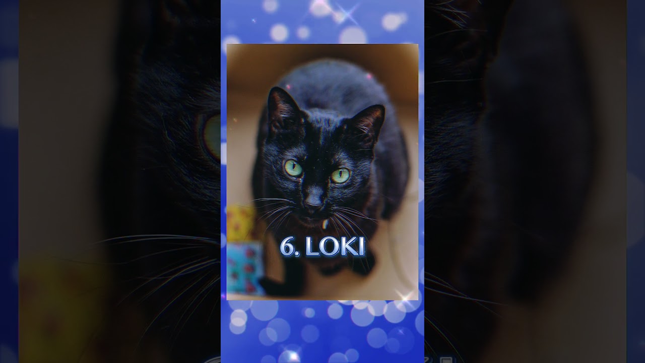 Top 10 Male Cat Names of 2024 