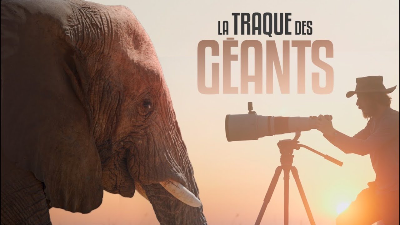 On a TRAQU&Eacute; les &Eacute;L&Eacute;PHANTS du D&Eacute;SERT en Namibie