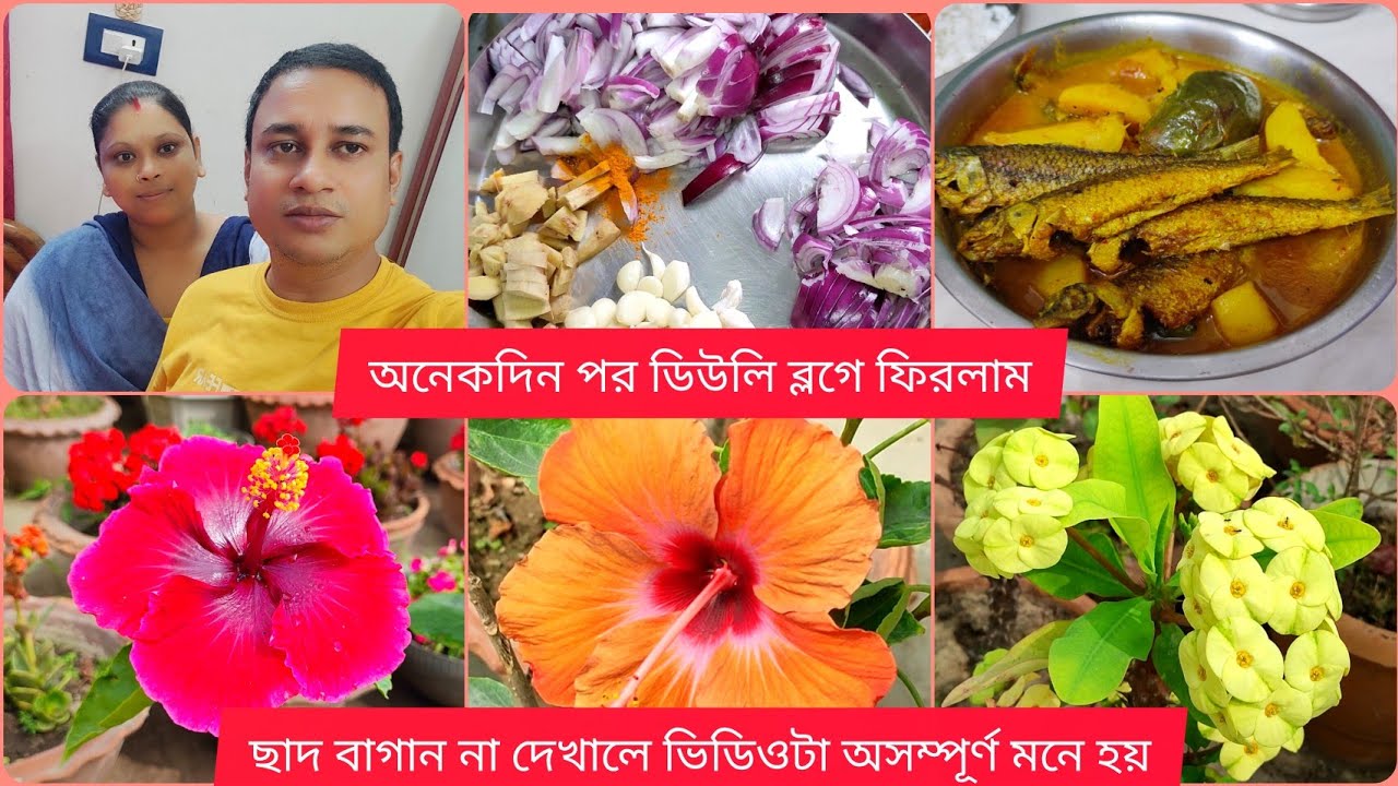 অনেকদিন পর ডেইলি ব্লগে ফিরে এলাম || ছাদ বাগান না দেখলে মনে হয় ভিডিওটা অসম্পূর্ণ || 