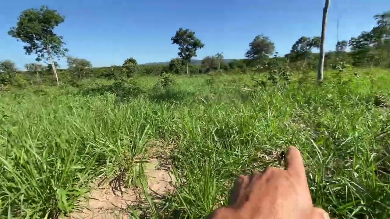 Capim Brachiaria Brizantha Marandú 90 dias depois do plantio !!