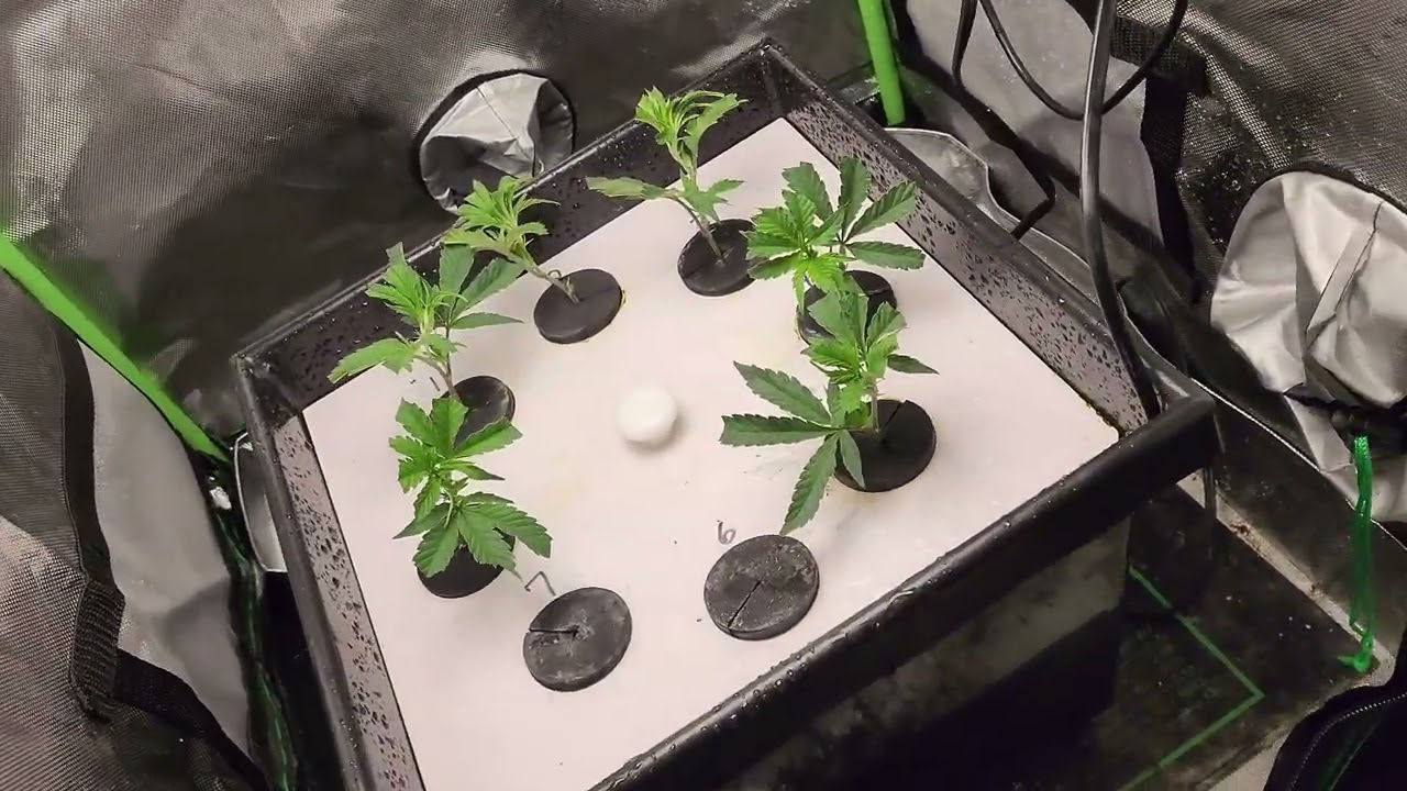 Taking clones Zoap. 3x3 Finishing up and 5x5 drying.
