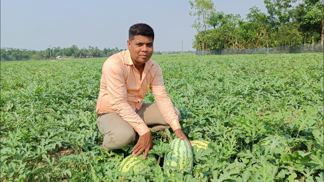 আধুনিক পদ্ধতিতে তরমুজ চাষ। মালচিং ফ্লিম ব্যবহার করে তরমুজ চাষ। Watermelon cultivation.