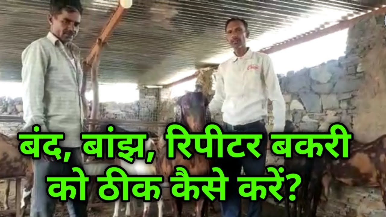 बकरी पालन| बंद बकरी,बांझ बकरी, रीपीटर बकरी की पहचान और उसे ठीक कैसे करें| bakri palan kaise kare
