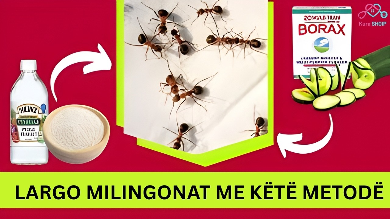 Si të shpëtojmë nga Milingonat e shtëpisë me mënyra natyrale.