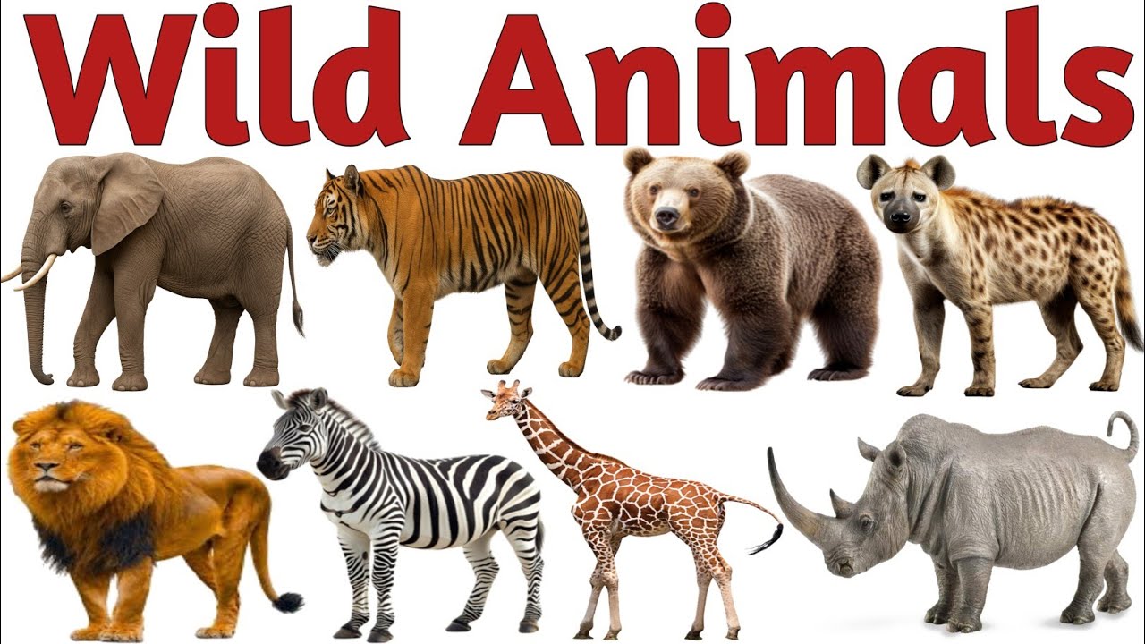 20 Wild Animals Learning Video | Lion Tiger Zebra Bear Giraffe | Jungle Animals Names for Kids