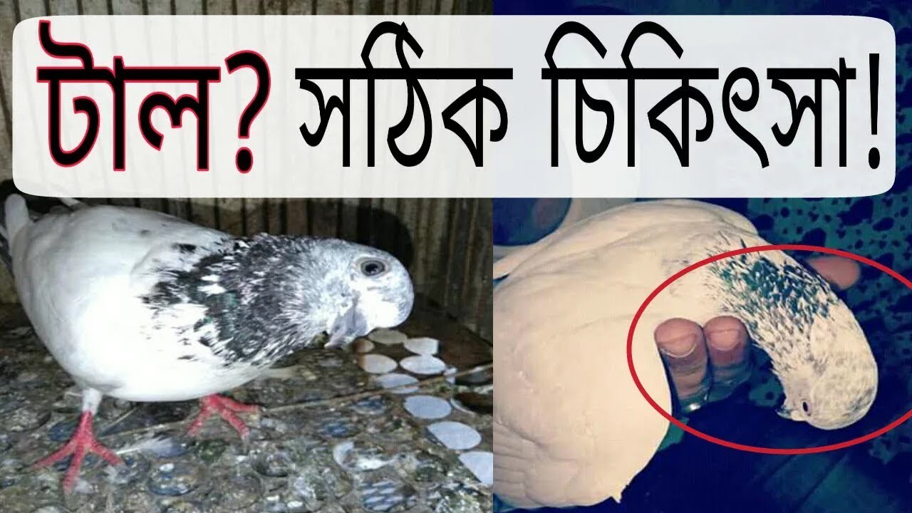 কবুতরের টাল রোগের সঠিক চিকিৎসা | Pigeon paralyze