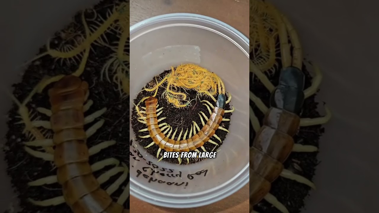 How Dangerous Is a Centipede Bite‼️