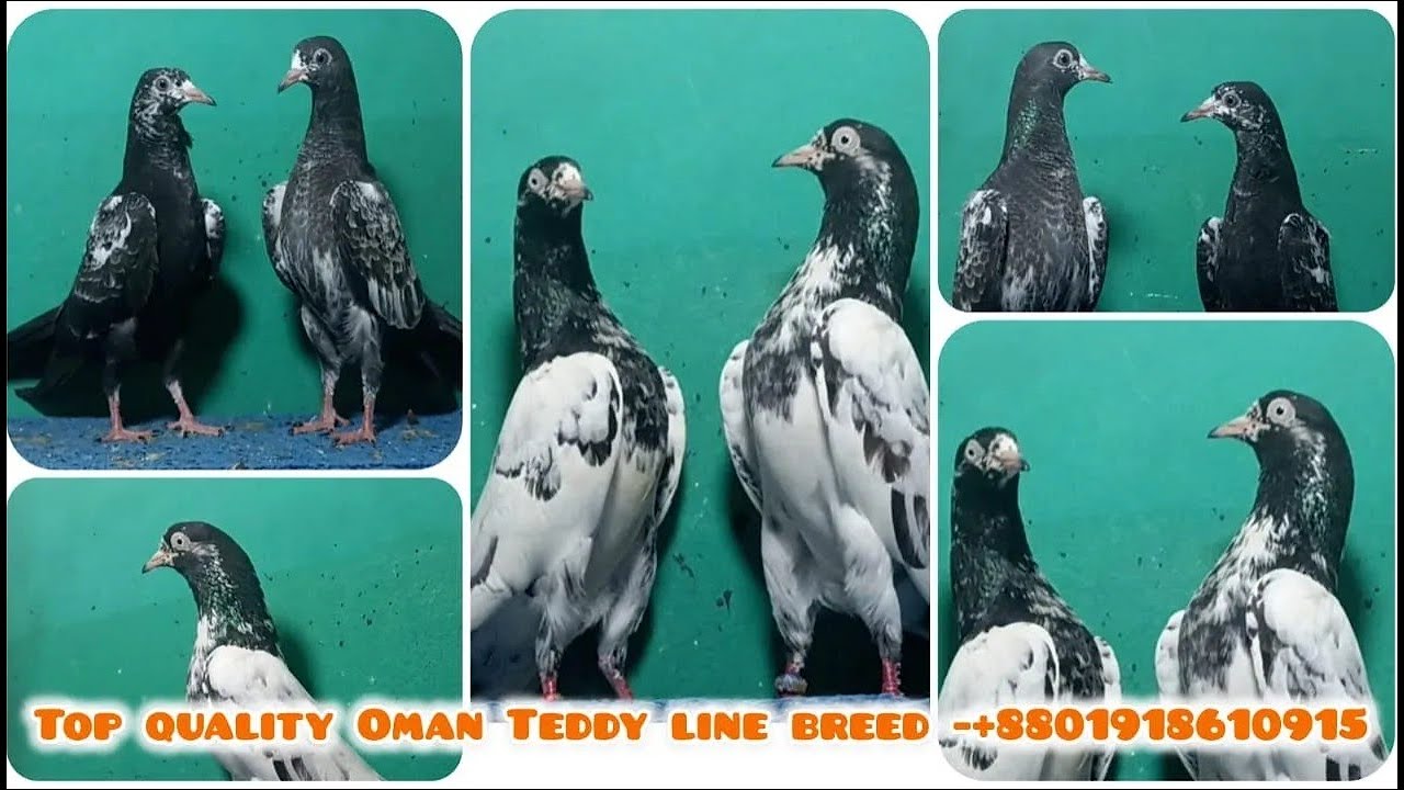 🔥 Top Quality Aliwale, Sileti Kamanhgar & Teddy Line Pigeons |  Contact Khirul Islam +8801918610915