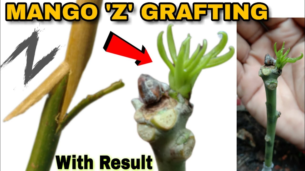 Mango Z Grafting | New & Unique Way To Graft Mango Tree | Mango Grafting Technique | mango
