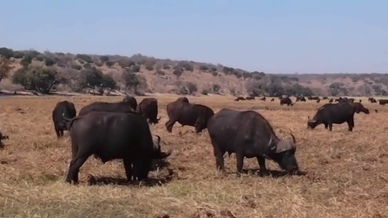Incredible Africa