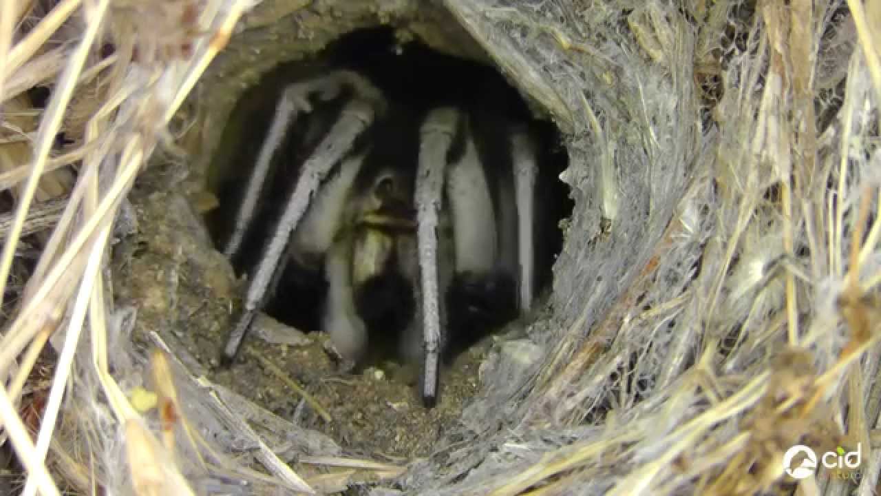 Araña lobo en el Corredor Verde del Guadiamar