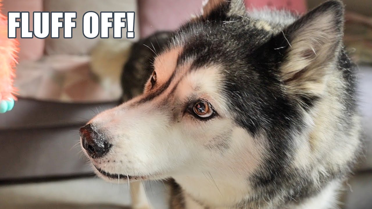 Husky Can’t Believe it Can ARGUE Back At Him!