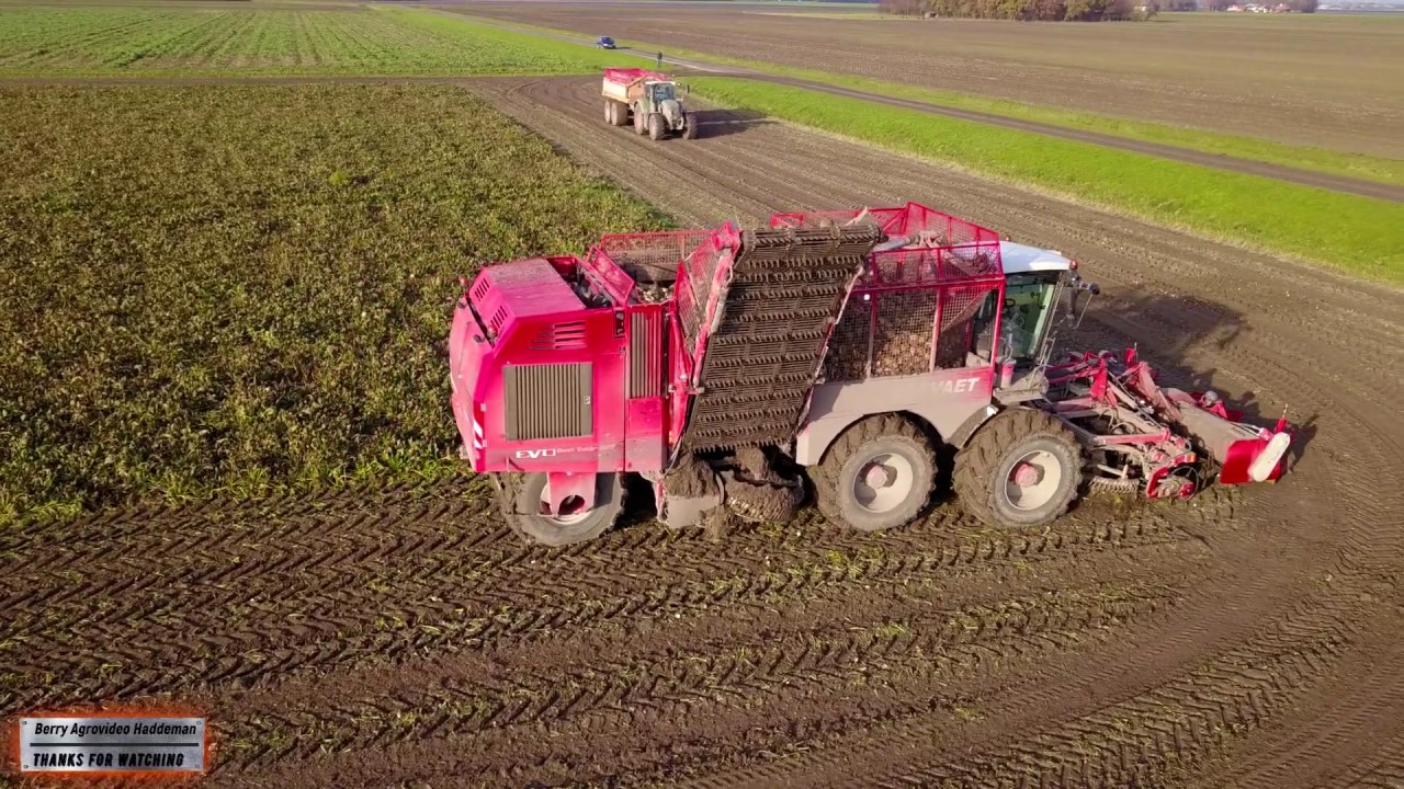 Bieten rooien | Loonbedrijf Breure / De Waard - Vervaet Evo 925 | Sugar beet Harvester - Flevopolder