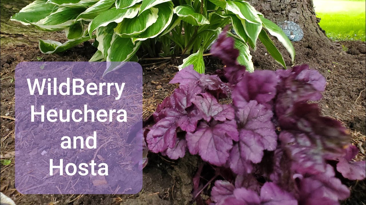 Shade Perennials: WildBerry Heuchera and Hosta