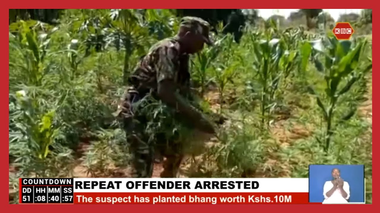 Suspect arrested for planting bhang worth Kshs.10M