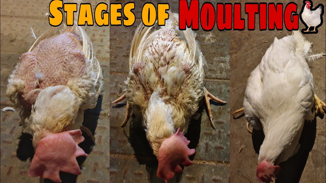 Condition of Birds on different stages of Moulting || Stages of Moulting🐓🐓