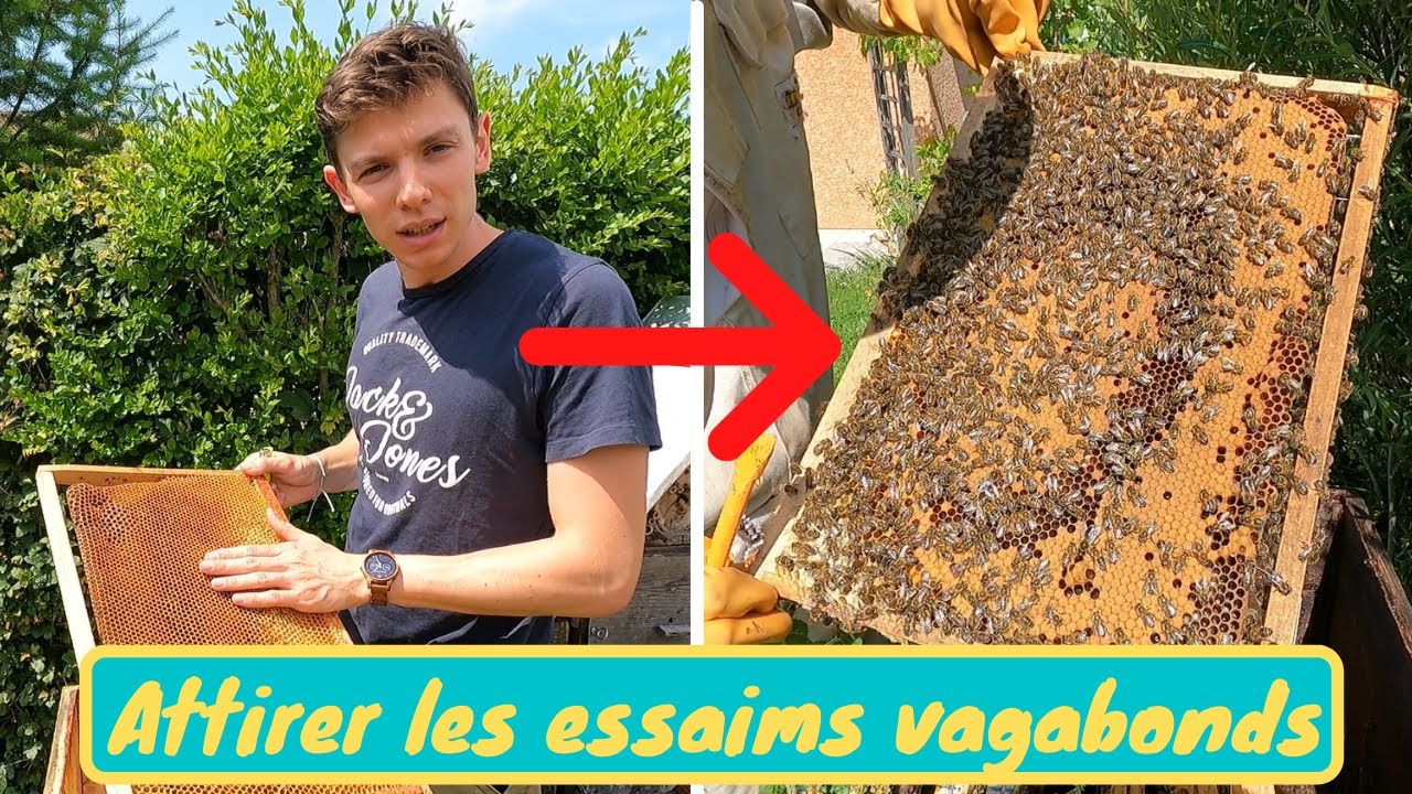 COMMENT FAIRE UNE RUCHE PIÈGE ? Je présente ma ruche la plus attractive pour attirer les essaims
