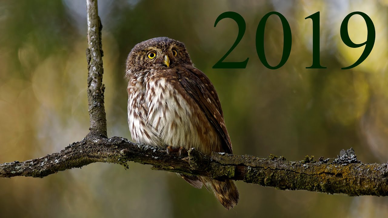 Kulíšek nejmenší (Glaucidium passerinum) - hnízdění, Eurasian pygmy owl - nesting 2019