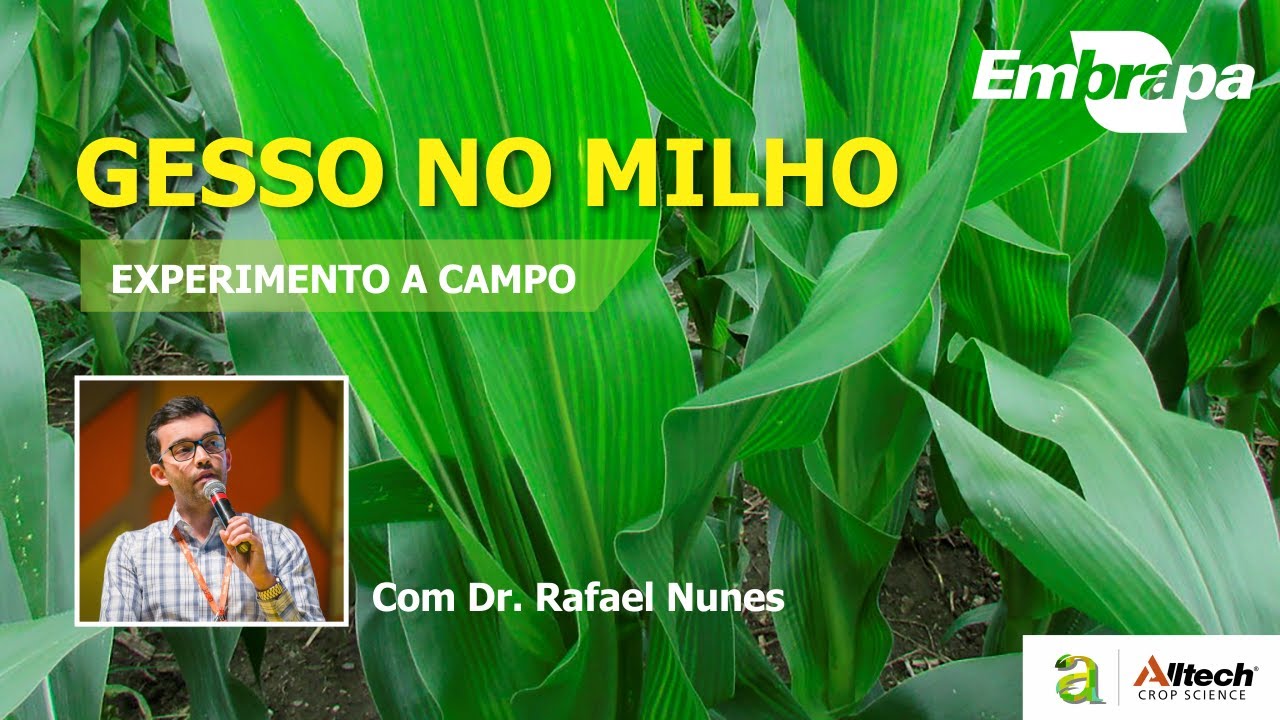 #132 - GESSO NO MILHO - PESQUISA PRÁTICA A CAMPO COM DR. RAFAEL NUNES