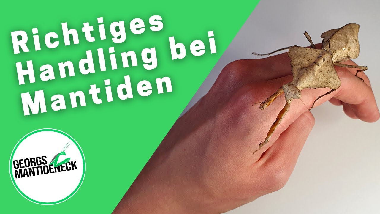 Das richtige Handling von Mantiden - Tipps und Tricks