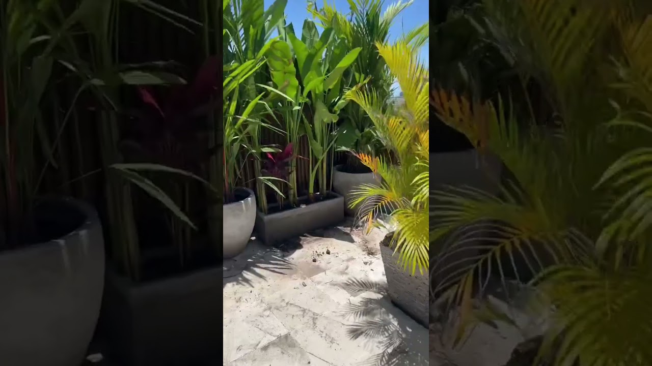 Bali Rooftop Garden design project- this week the plants are in #bali #garden #rooftop #plants