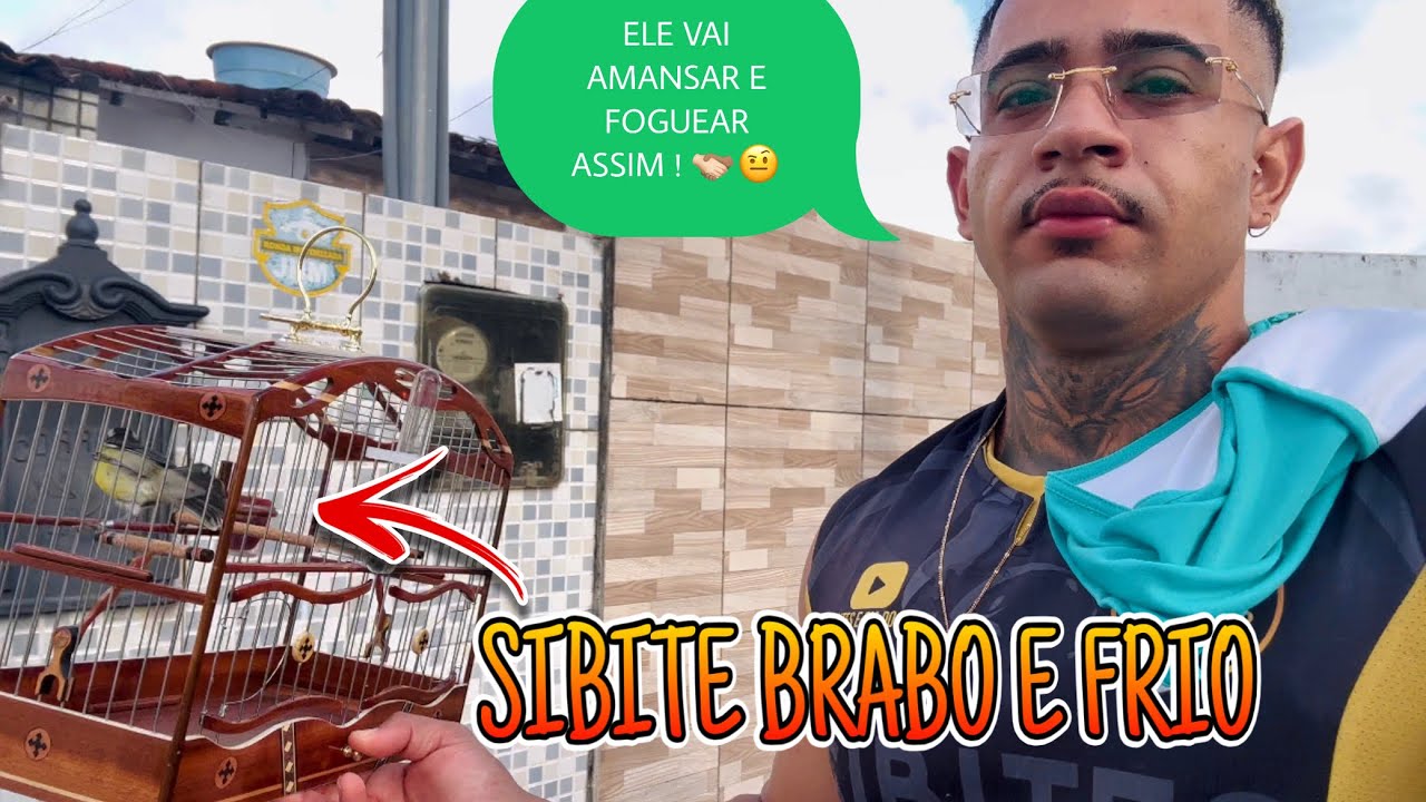 🔥 PRIMEIRO PASSEIO COM SIBITE DO DESAFIO TENTANDO FOGUEAR E AMANSAR NA RUA!✅ ( sibites e cia )