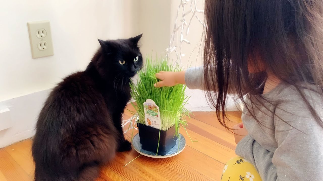 【しゃべる猫】子どもに猫草を触られて動揺を隠しきれない猫【かわいい】