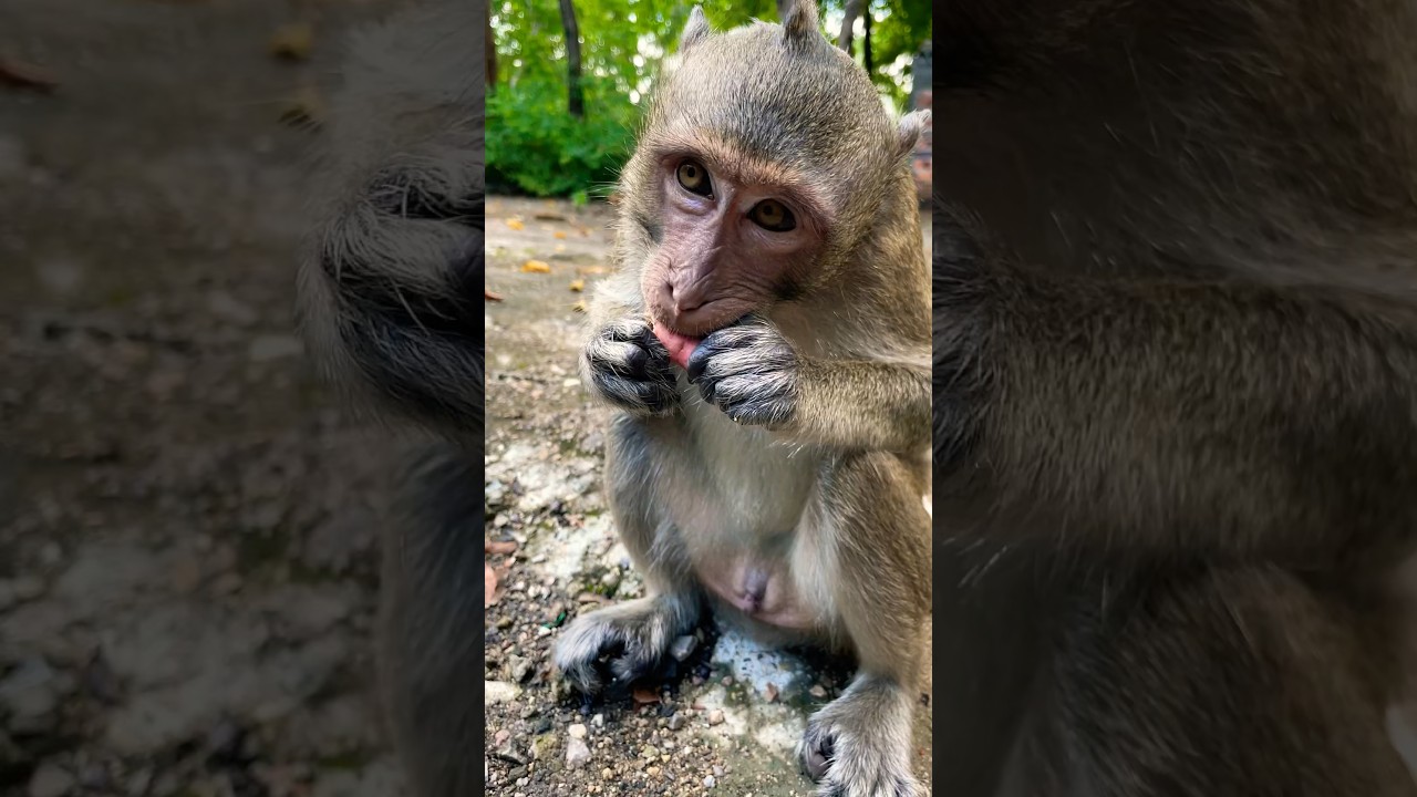 adult monkey eat.....