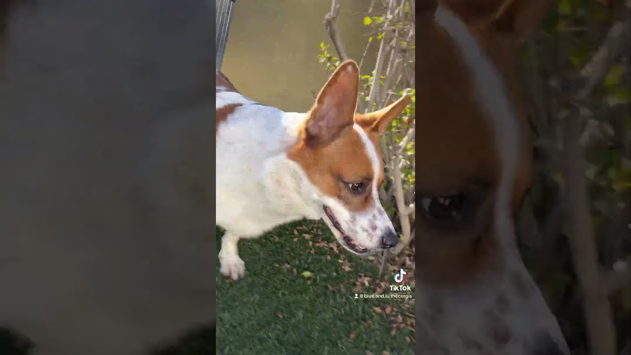 Best corgi #love #short #trending #youtubeshorts #viral #pets #youtube #happy #subscribe #fyp #dog