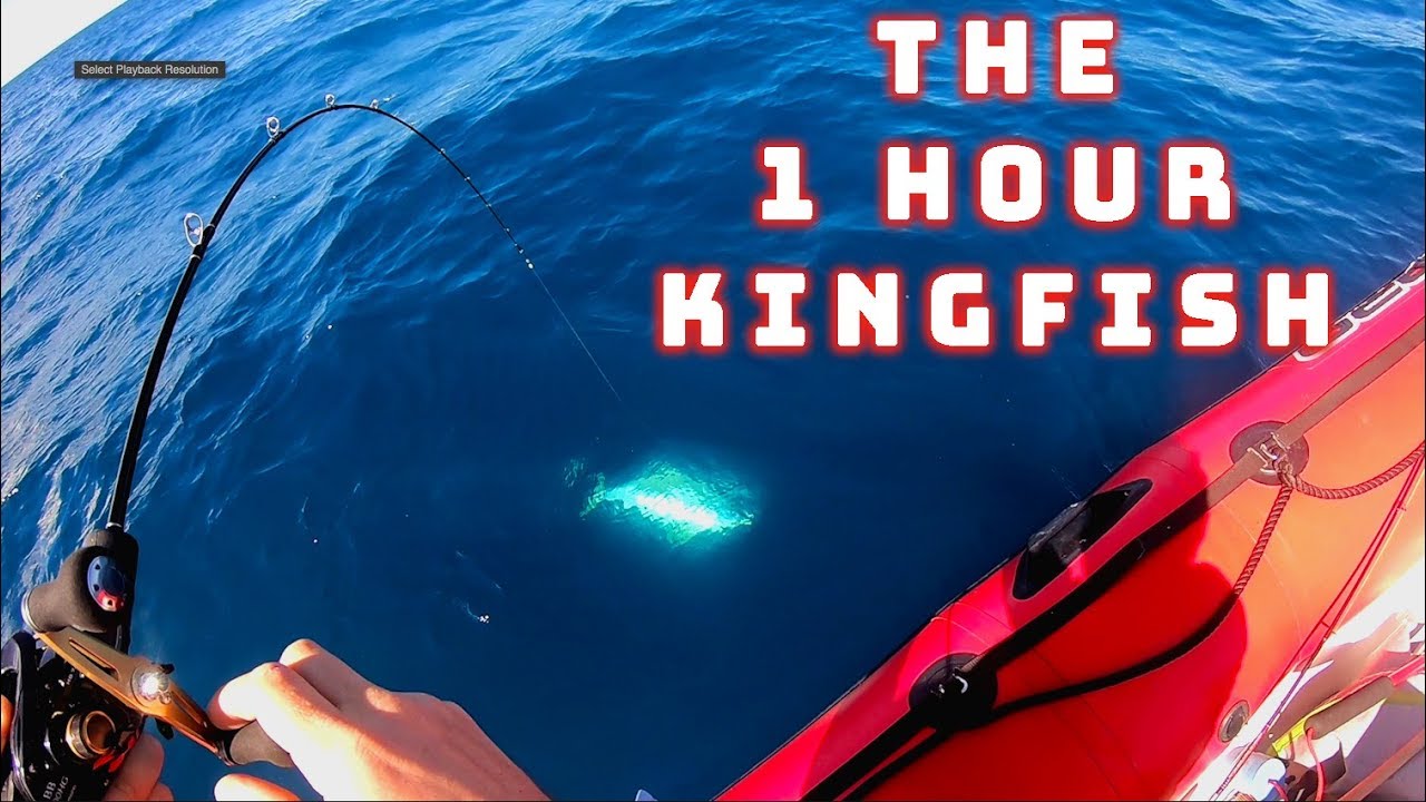 Hauraki Gulf fishing - the 1 hour kingfish fight