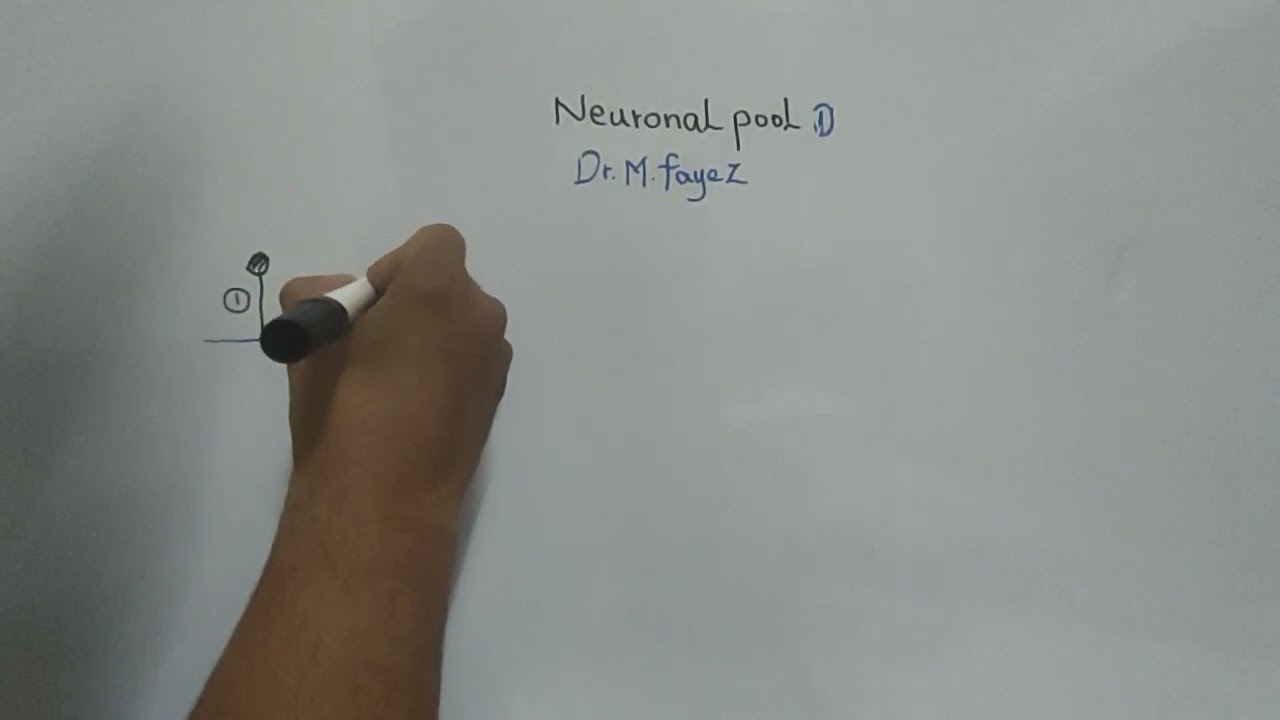 Neuronal pool Part 1 (Dr Mohamed Fayez)