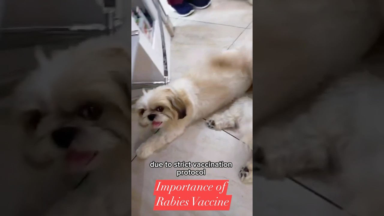 importance of rabies vaccination
