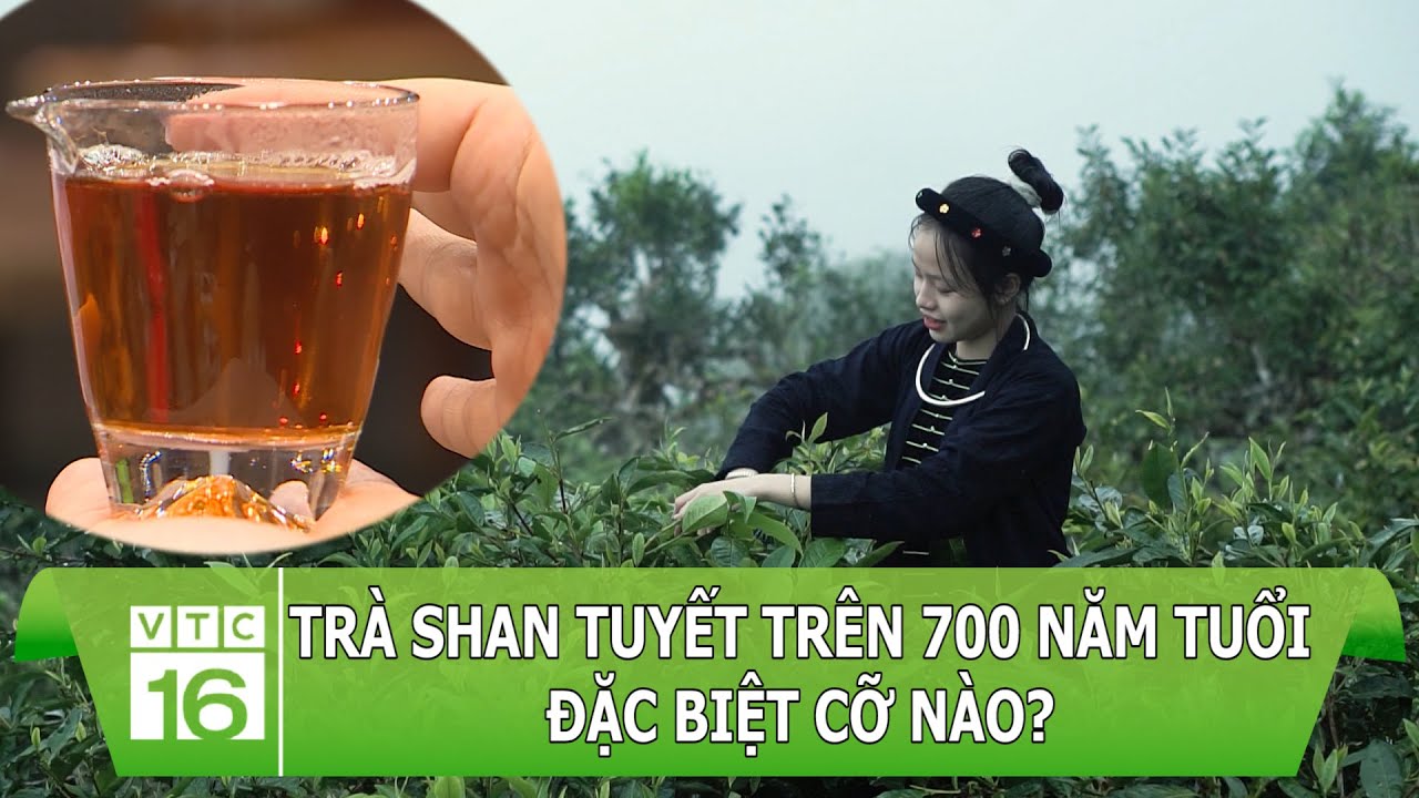 Trà SHAN TUYẾT cổ thụ trên 700 năm tuổi đặc biệt cỡ nào? | VTC16