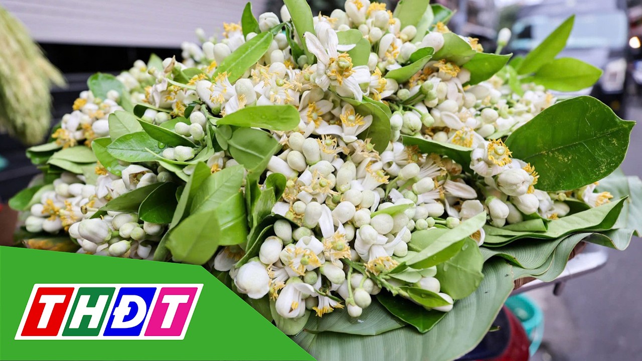 Hoa bưởi ngập phố Hà Nội, giá cao vẫn đắt hàng | THDT