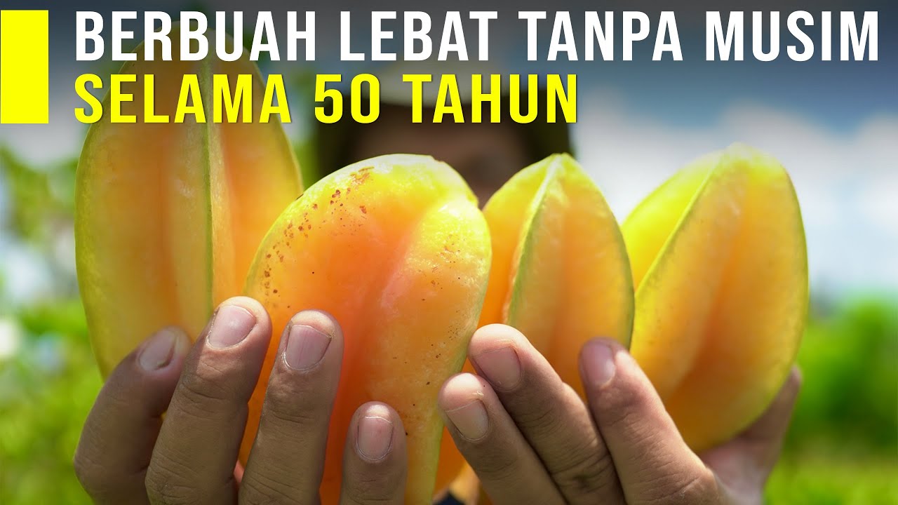 Usaha Tani Belimbing Bisa Berbuah Tanpa Musim Harga Jual Sesuka Hati