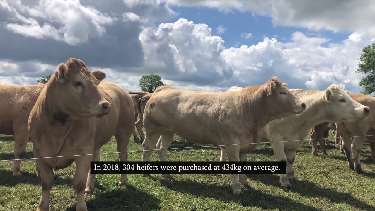Successful store-to-beef in Kilkenny